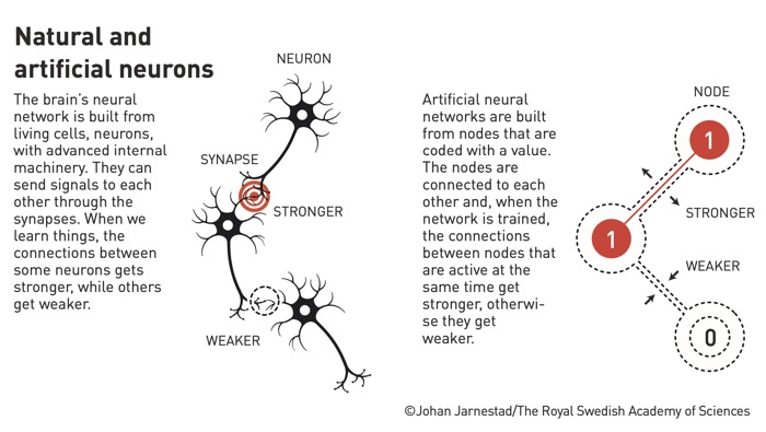 nobelneurons2024